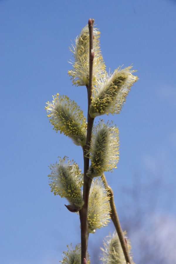 salix caprea