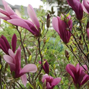 magnolia liliflora nigra