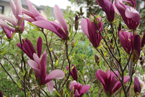 magnolia liliflora nigra