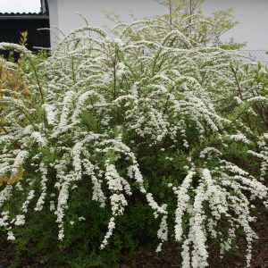 spiraea cinearia grefsheim