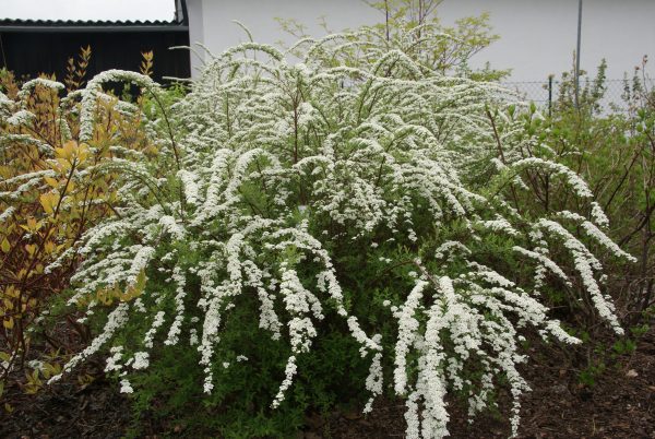 spiraea cinearia grefsheim