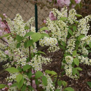 prunus padus