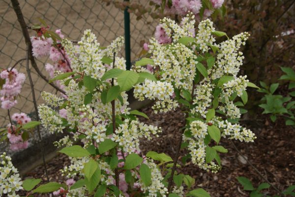 prunus padus
