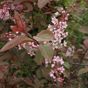 prunus padus colorata