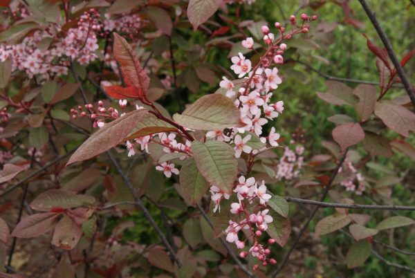 prunus padus colorata