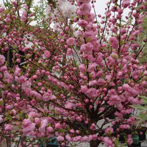 prunus triloba