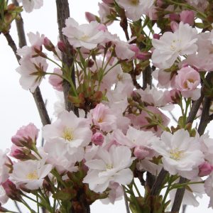 prunus serrulata amanogava