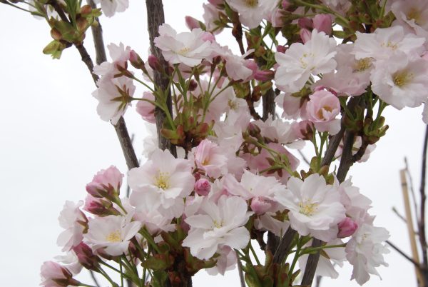 prunus serrulata amanogava