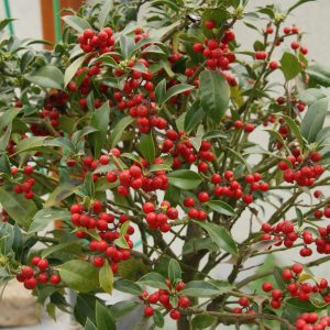 ilex Alaska