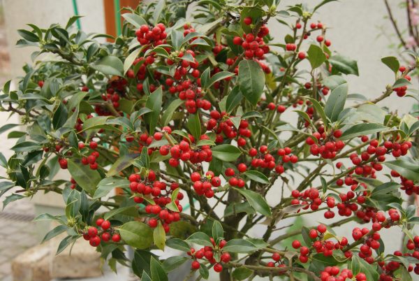 ilex Alaska