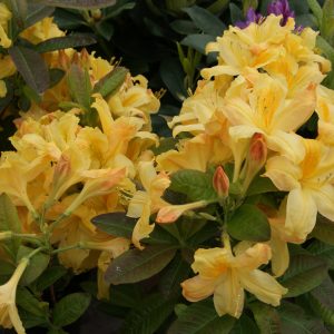 azalea golden sunset