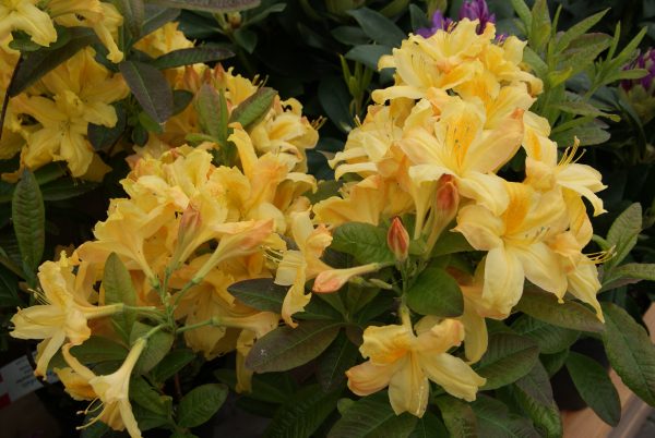 azalea golden sunset