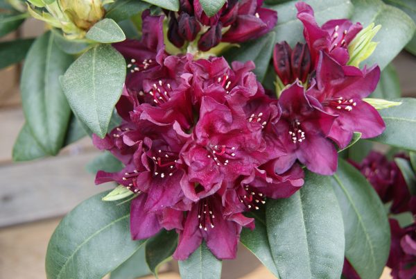 rhododendron marcel Meinhard