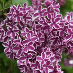 syringa sensation