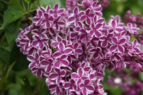 syringa sensation