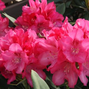 rhododendron yakushimanum sneezy