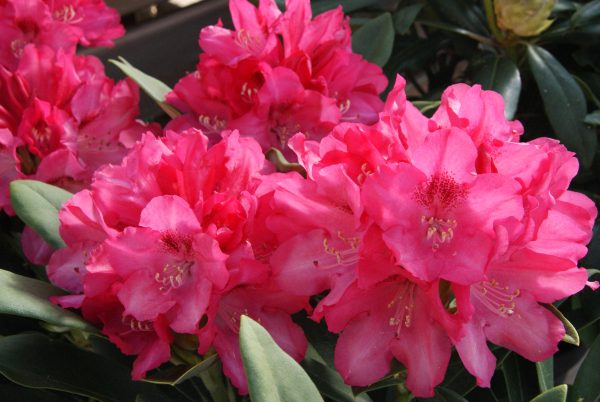 rhododendron yakushimanum sneezy