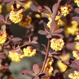 berberis ottawensis superba