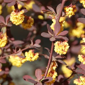 berberis ottawensis superba