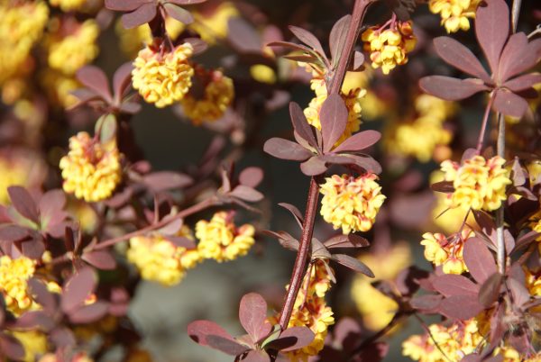 berberis ottawensis superba