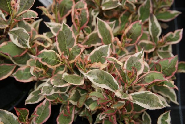 weigela monet