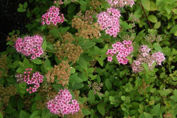 spiraea little princess