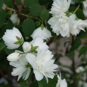 philadelphus snowbelle