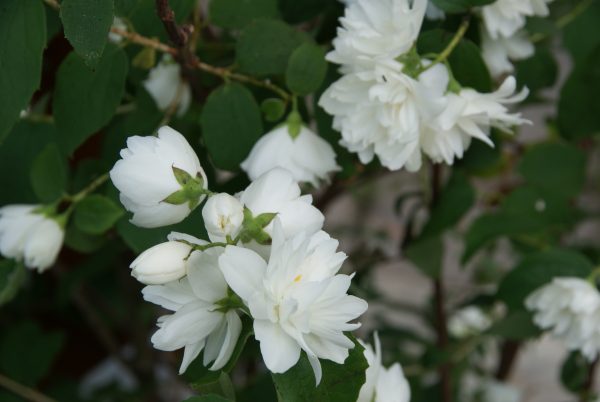 philadelphus snowbelle