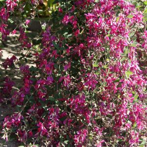 lespedeza thunbergii