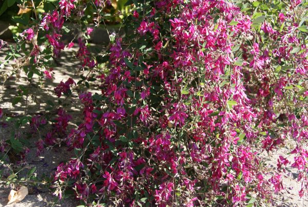 lespedeza thunbergii