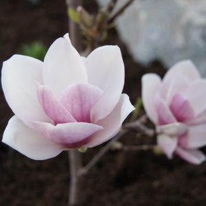 magnolia soulageant