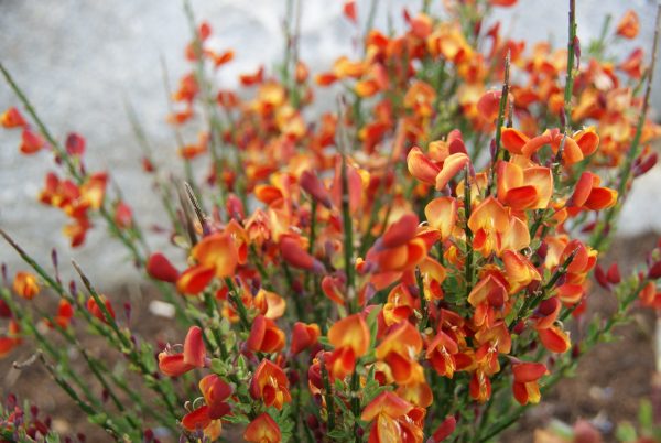 cytisus scoparius lena