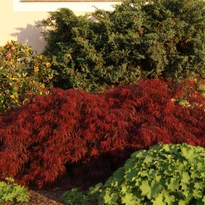 acer palmatum dissectum garnet