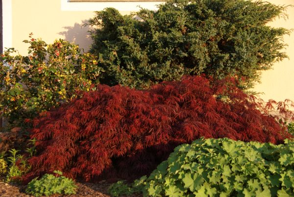 acer palmatum dissectum garnet