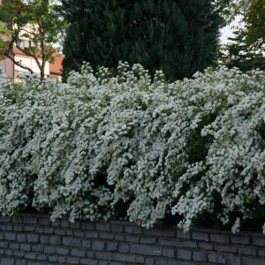 spiraea vanhouttei