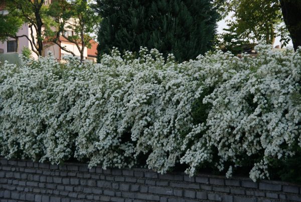 spiraea vanhouttei