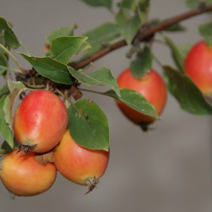 malus evereste