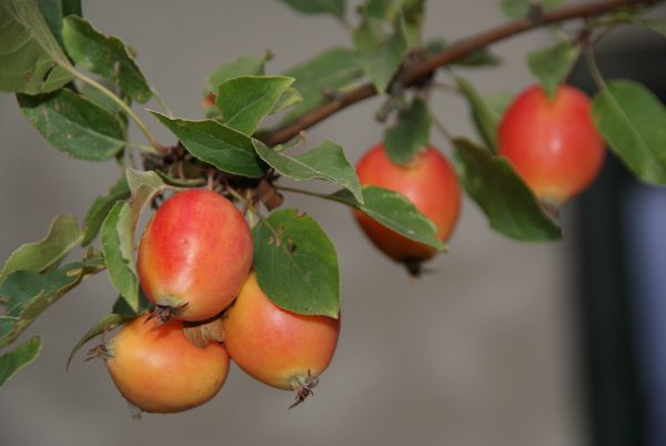 malus evereste