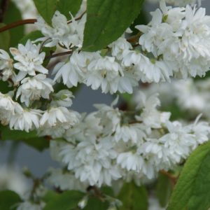 deutzia magnifica