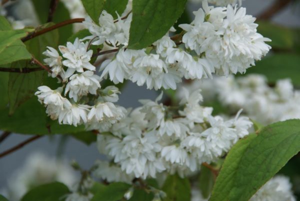 deutzia magnifica