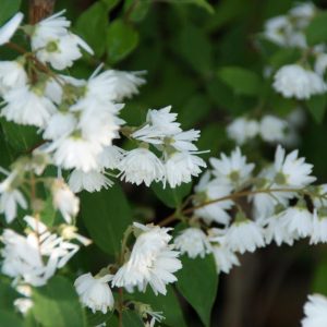 deutzia scabra plena