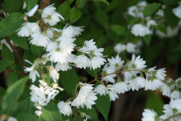 deutzia scabra plena