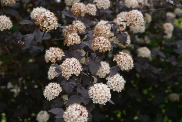 pyhsocarpos opulifolius diabolo