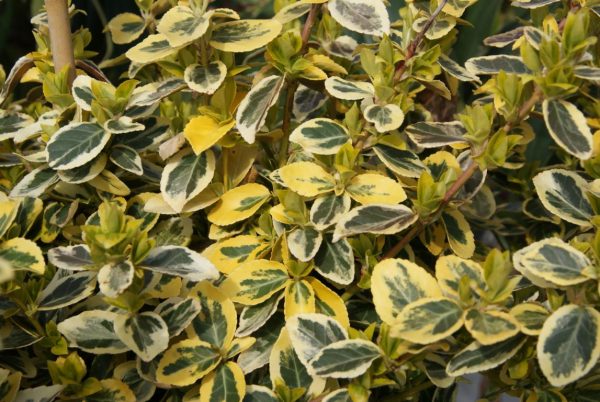 euonymus emerald gold