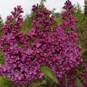 syringa Ludwig Späth