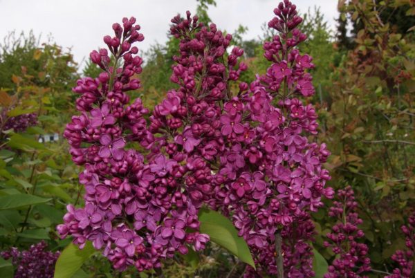 syringa Ludwig Späth