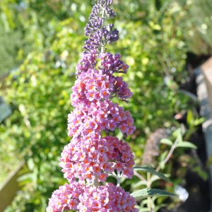 buddleja davidii flower power