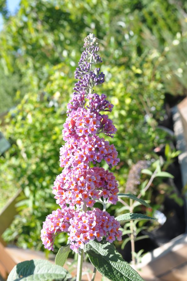 buddleja davidii flower power