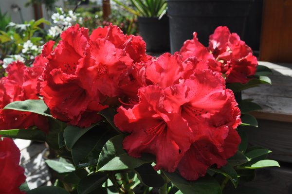 rhododendron red jack