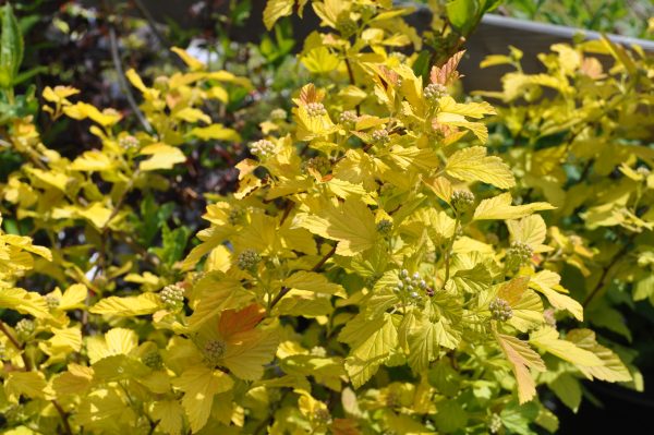 physocarpos opulifolius darts gold